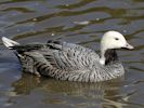 Emperor Goose (WWT Slimbridge September 2013) - pic by Nigel Key